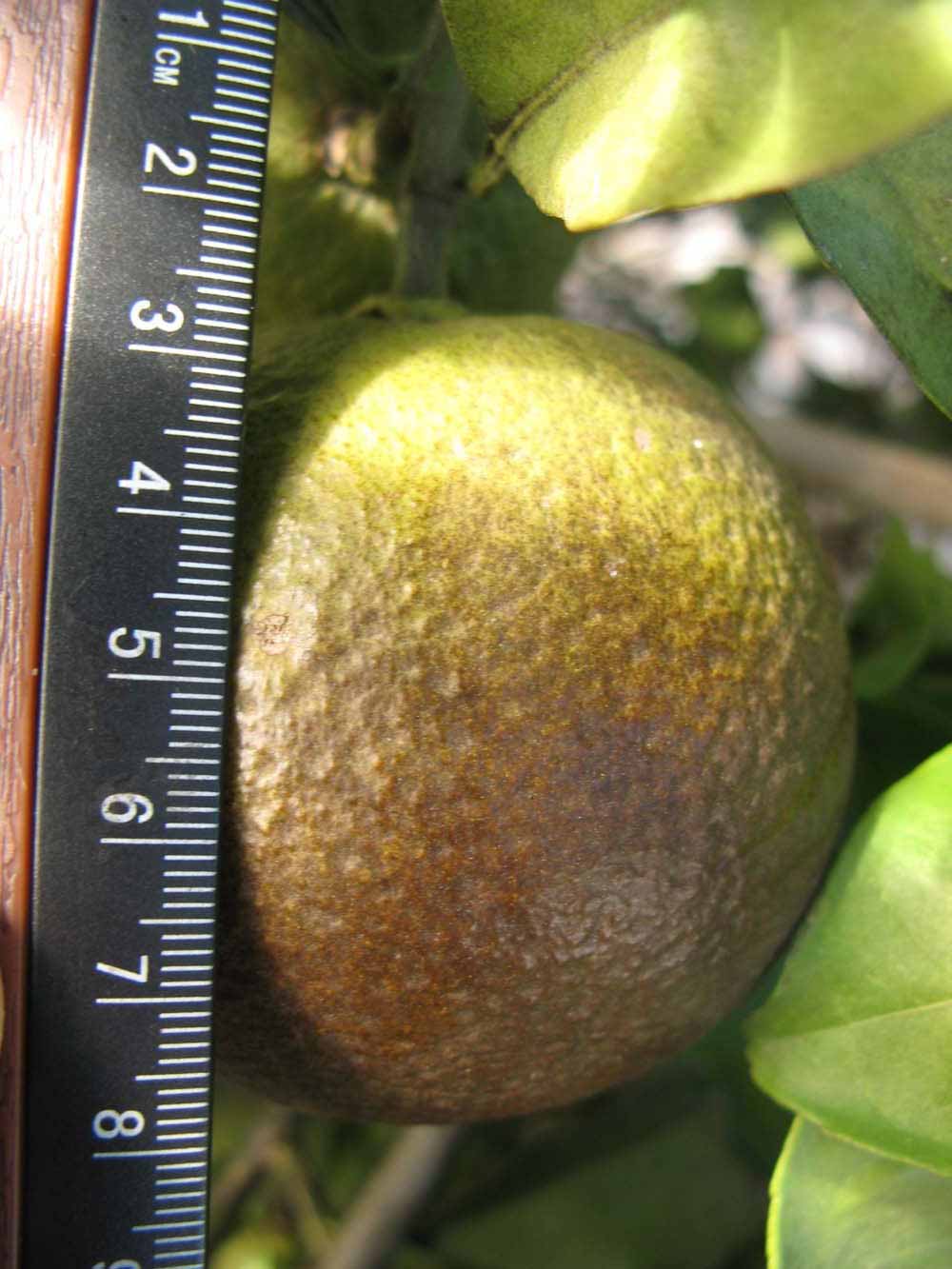            Fruit (Itaborai, Winter Haven, FL)   